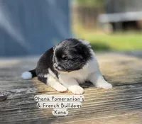 Kona, a male Pomeranian for sale in Enid, OK – 2 of 4