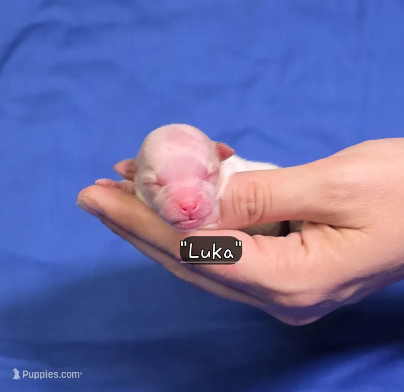 Luka – Pomeranian puppy for sale in Enid, OK