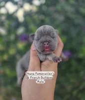 Ayla, a female French Bulldog for sale in Enid, OK – 2 of 3