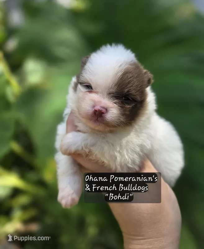 Bohdi  – Pomeranian puppy for sale in Enid, OK