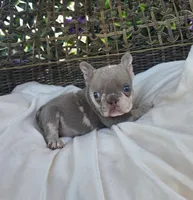 Nova, a female French Bulldog for sale in Enid, OK – 6 of 8
