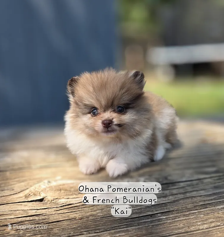 Kai – Pomeranian puppy for sale in Enid, OK