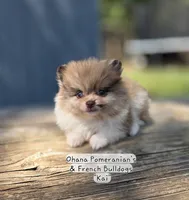 Kai, a male Pomeranian for sale in Enid, OK – 1 of 8