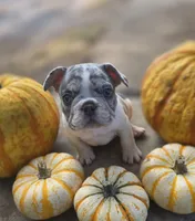 Axel, a male French Bulldog for sale in Enid, OK – 4 of 10