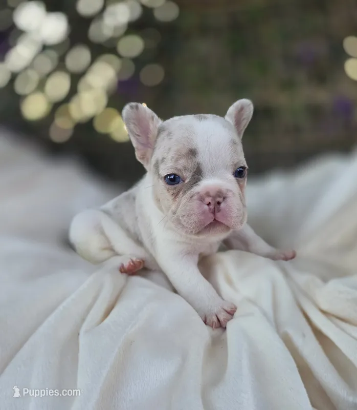 Knox – French Bulldog puppy on hold in Enid, OK