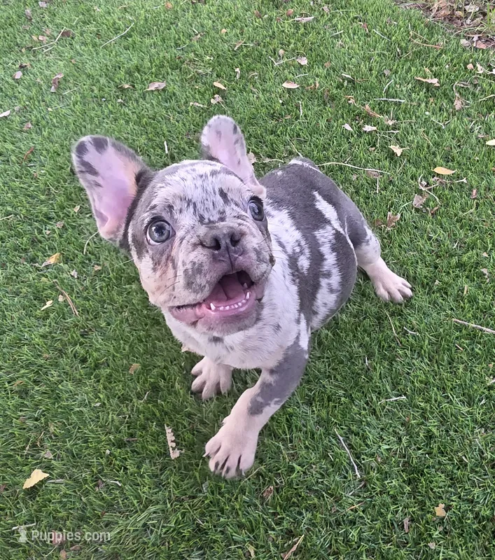 Bam Bam  – French Bulldog puppy for sale in Enid, OK