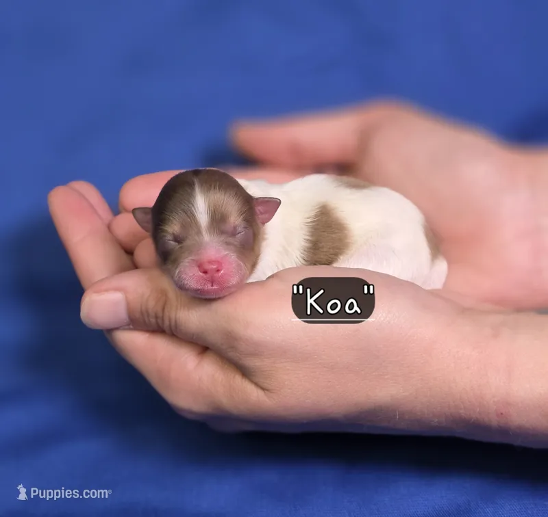 Koa – Pomeranian puppy for sale in Enid, OK