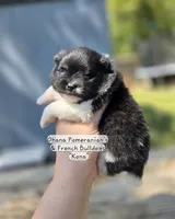 Kona, a male Pomeranian for sale in Enid, OK – 3 of 4