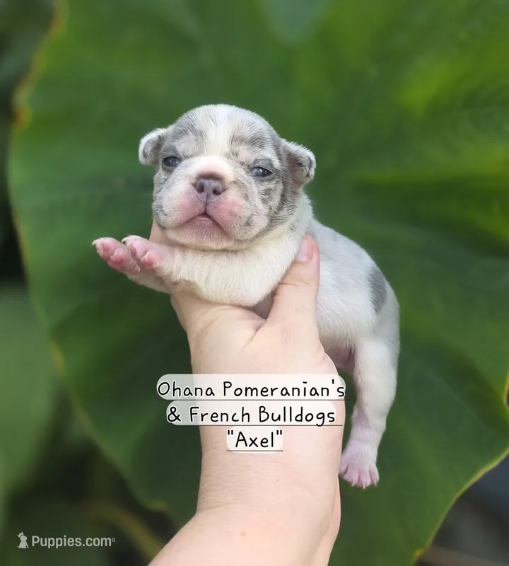 Axel – French Bulldog puppy for sale in Enid, OK