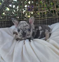 Bam Bam , a male French Bulldog for sale in Enid, OK – 6 of 8
