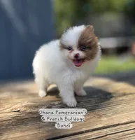 Bohdi , a male Pomeranian for sale in Enid, OK – 5 of 7