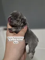 Ayla, a female French Bulldog for sale in Enid, OK – 3 of 3