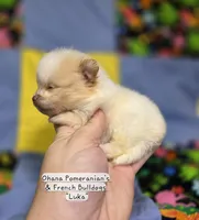 Luka, a male Pomeranian for sale in Enid, OK – 3 of 4