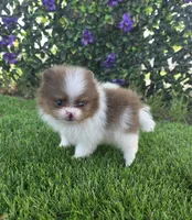 Bugatti , a male Pomeranian for sale in Enid, OK – 8 of 8