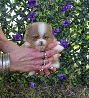 Bugatti , a male Pomeranian for sale in Enid, OK – 4 of 8