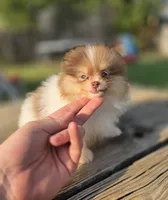 Koa, a male Pomeranian for sale in Enid, OK – 5 of 6