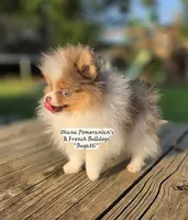 Bugatti , a male Pomeranian for sale in Enid, OK – 5 of 6