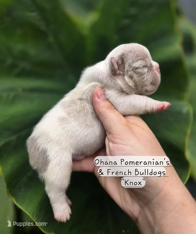 Knox – French Bulldog puppy for sale in Enid, OK