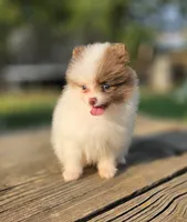 Bohdi , a male Pomeranian for sale in Enid, OK – 3 of 7