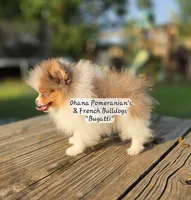 Bugatti , a male Pomeranian for sale in Enid, OK – 4 of 6
