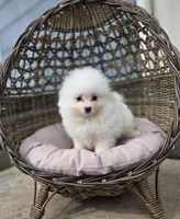 Niko, a male Pomeranian for sale in Enid, OK – Photo 4 of 6