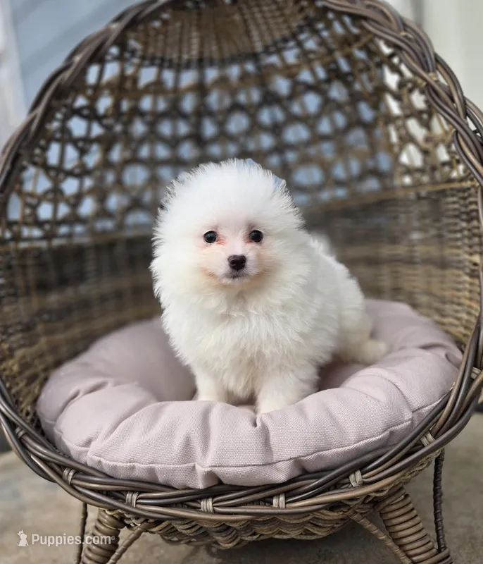 Niko, a male Pomeranian for sale in Enid, OK – Photo 1 of 6
