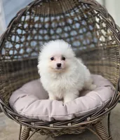 Niko, a male Pomeranian for sale in Enid, OK – Photo 1 of 6