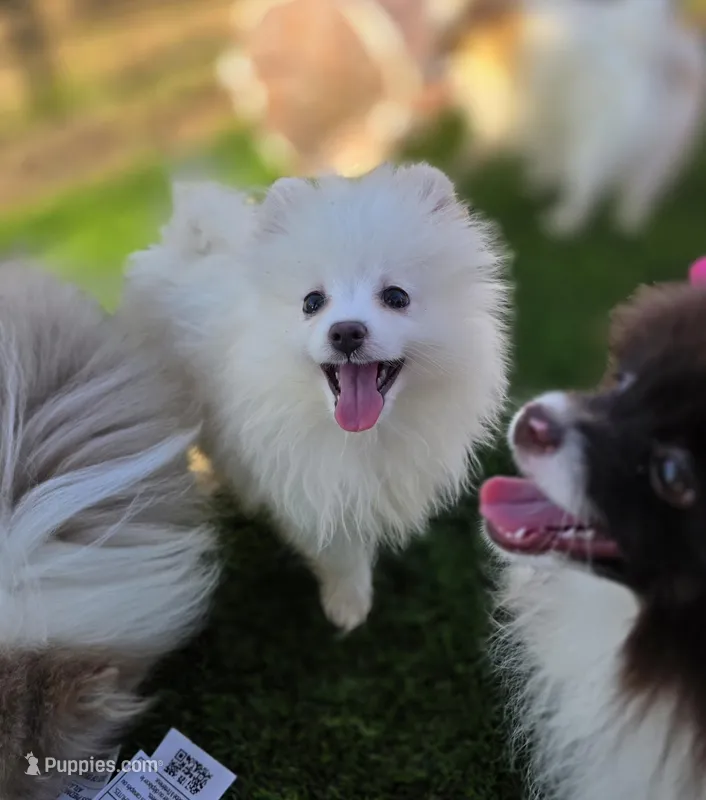 Niko – Pomeranian puppy for sale in Enid, OK