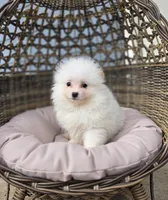 Niko, a male Pomeranian for sale in Enid, OK – Photo 6 of 6