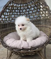 Niko, a male Pomeranian for sale in Enid, OK – Photo 3 of 6