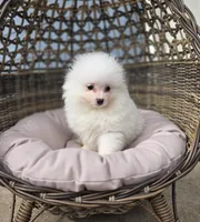 Niko, a male Pomeranian for sale in Enid, OK – Photo 2 of 6