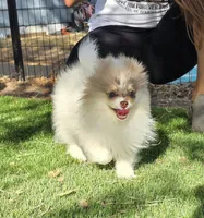 Leilani, a female Pomeranian for sale in Enid, OK – 8 of 8