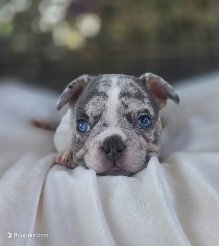 Axel – French Bulldog puppy for sale in Enid, OK