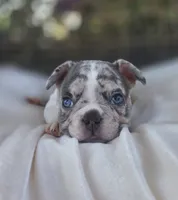 Axel, a male French Bulldog for sale in Enid, OK – 5 of 10