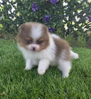 Bugatti , a male Pomeranian for sale in Enid, OK – 6 of 8