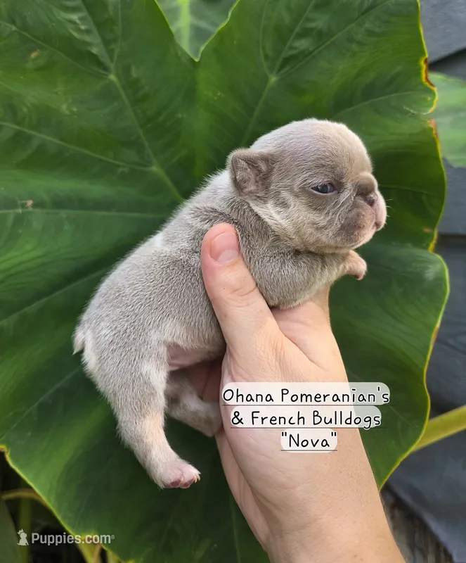 Nova – French Bulldog puppy for sale in Enid, OK