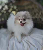 Leilani, a female Pomeranian for sale in Enid, OK – 2 of 8