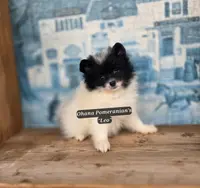 Leo, a male Pomeranian for sale in Enid, OK – Photo 2 of 4