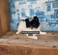 Leo, a male Pomeranian for sale in Enid, OK – Photo 3 of 4