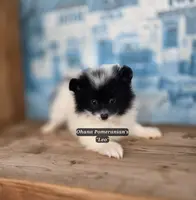 Leo, a male Pomeranian for sale in Enid, OK – Photo 4 of 4