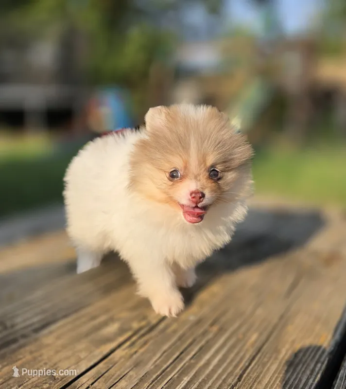 Leilani – Pomeranian puppy for sale in Enid, OK