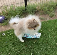 Picasso, a male Pomeranian for sale in Enid, OK – 4 of 7