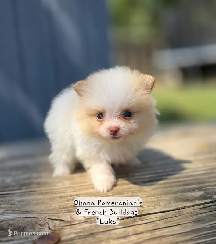 Luka – Pomeranian puppy for sale in Enid, OK