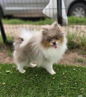 Picasso, a male Pomeranian for sale in Enid, OK – 2 of 7