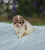 Bentley , a male Pomeranian for sale in Enid, OK – 6 of 7