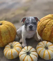Axel, a male French Bulldog for sale in Enid, OK – 3 of 10