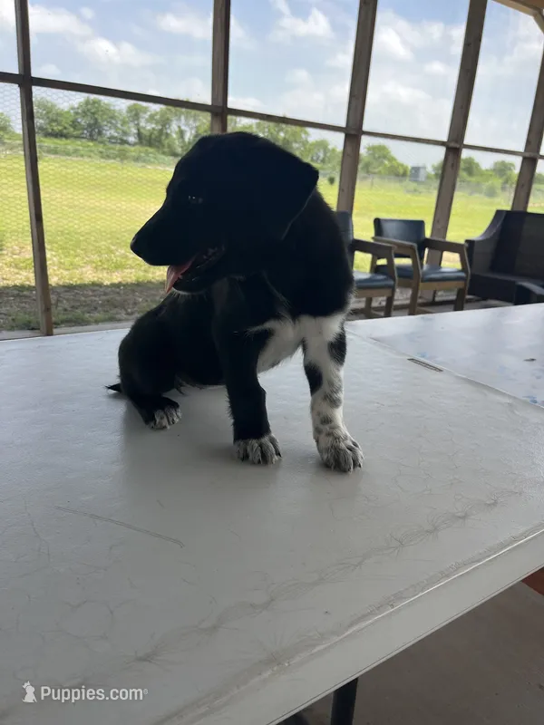 Belgian Malinois Puppy! – Belgian Malinois, Great Pyrenees puppy for sale in McAllen, TX