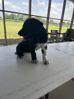 Belgian Malinois Puppy!, a female Belgian Malinois and Great Pyrenees for sale in McAllen, TX – 1 of 3