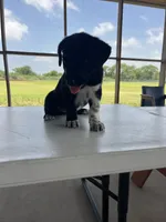 Belgian Malinois Puppy!, a female Belgian Malinois and Great Pyrenees for sale in McAllen, TX – 2 of 3