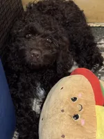 Dutton, a male Cockapoo for sale in Lolita, TX – 2 of 6
